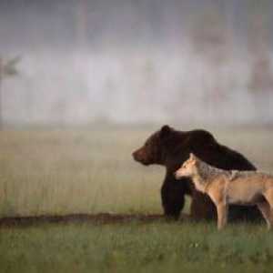 [तस्वीरें] एक भालू और भेड़िया सबसे अच्छे दोस्त हैं